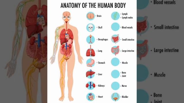 Basic anatomy of the Human body(Part 1)_Triumphant lectures. смотреть онлайн