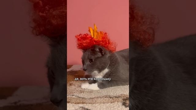 ЕСЛИ БЫ КОТИКИ ХОДИЛИ В МАГАЗИН - КНОПОЦЬКА смотреть онлайн