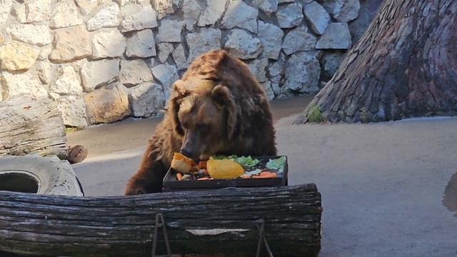 Медведица Роза из Московского зоопарка - 4 смотреть онлайн