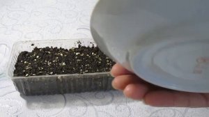 Базилик - сеем семена на рассаду / Как и когда сеять/ Условия выращивания в домашних условиях