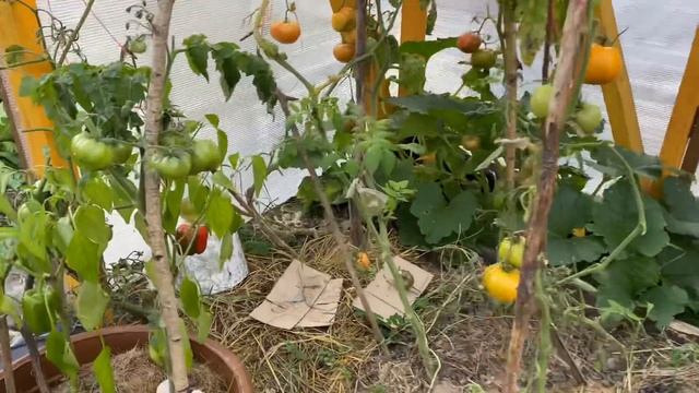 Жизнь на даче осенью/ надо всё успеть / получила посылку смотреть онлайн