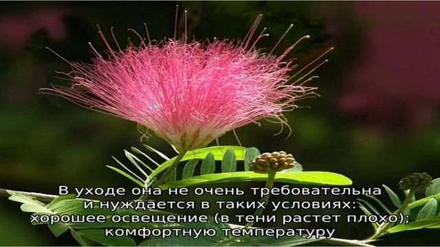 Очаровательная тропиканка шелковая акация смотреть онлайн