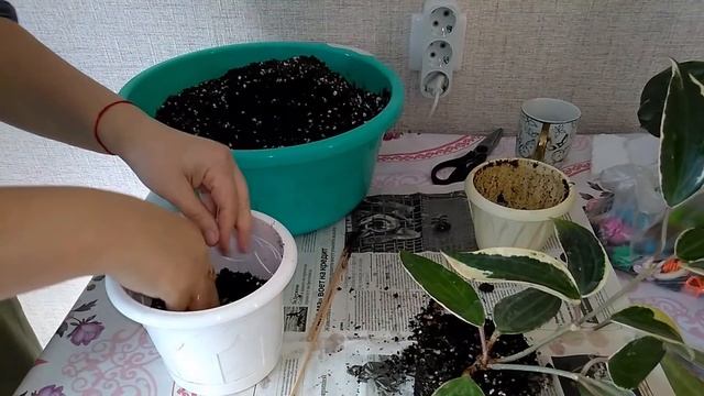 Мои комнатные растения // Как закрепить хойю на опору // Красавицы хойи смотреть онлайн