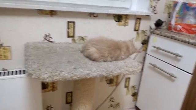 Котенок мейн-кун. Blue Talex смотреть онлайн