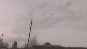 Свиристель в Восточной Сибири.