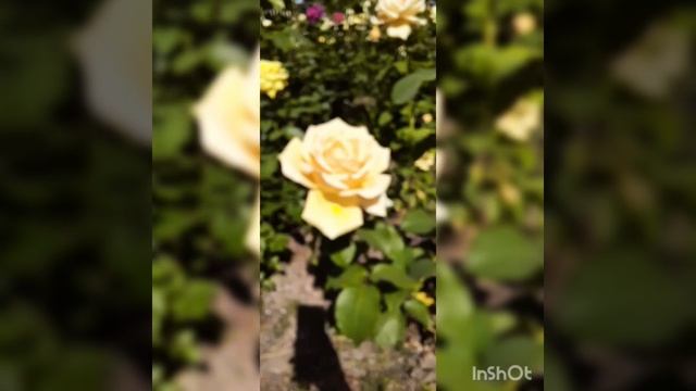 Яндекс Дача Плюс Kids. Парк Горького. 30.06.2022 смотреть онлайн