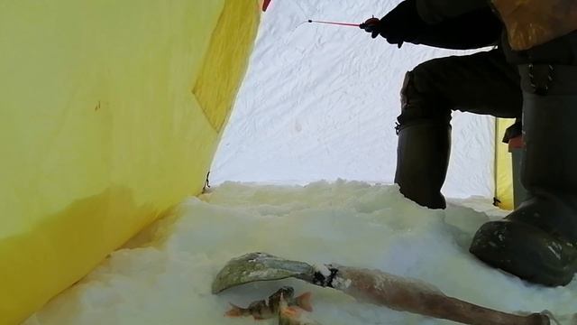✌️СТОЛЬКО✌️ рыбы я давно не ловил! ? Ловля окуня и чебака на озере ШАБЛИШ! Щука клюнула на мормышку смотреть онлайн