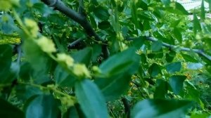 КОГДА И КАК ЦВЕТЕТ УНАБИ(ЗИЗИФУС)