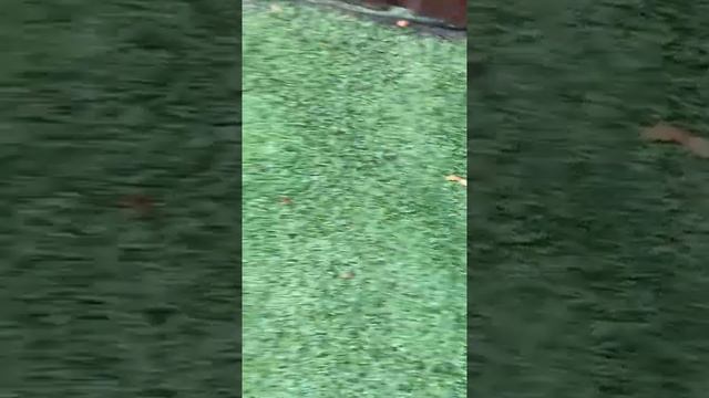 Щенки Йоркширского терьера гуляют на искусственной лужайке