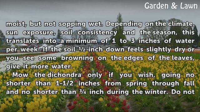 How to Grow a Dichondra Lawn смотреть онлайн