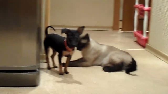 собака и кот дерутся 04.MP4 смотреть онлайн