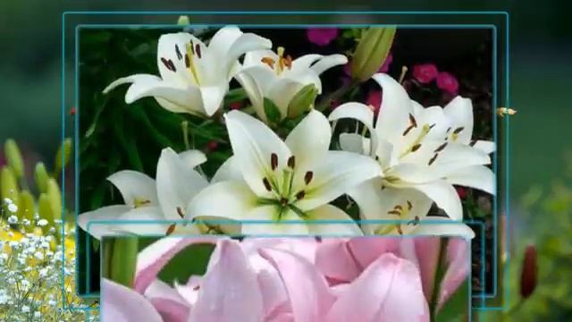 Лилии для любимой дочери!!! смотреть онлайн