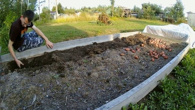 Картофель Ред Скарлет I Сбор Урожая смотреть онлайн