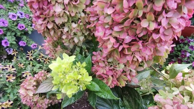 Метельчатые гортензии 15 сентября 2022 г. смотреть онлайн