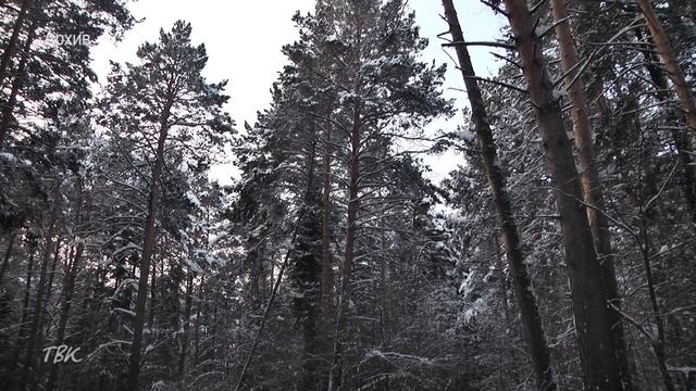 Сотрудники ППС пресекли рубку лесных насаждений в районе села Тогур