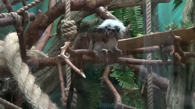 тамарины смотреть онлайн