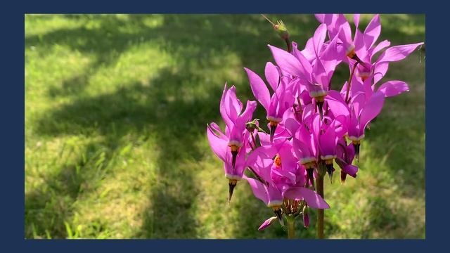 Pretty Shooting Star Plant Care (Dodecatheon pulchellum) смотреть онлайн