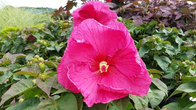 Hibiscus Jazzberry Jam