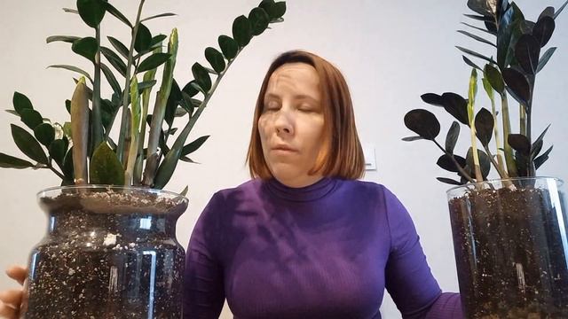 КОГДА? КАК? ПОЛИВАТЬ замиокулькас. ФАКТОРЫ, влияющие на полив. смотреть онлайн