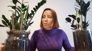КОГДА? КАК? ПОЛИВАТЬ замиокулькас. ФАКТОРЫ, влияющие на полив.