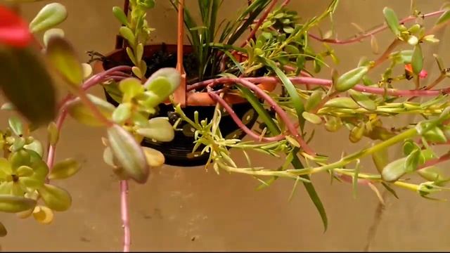 Rain Lilly??बरसात वाले फूल/GROWING/CARING Method||Zephyranthes Candida||evergreen flowers plants смотреть онлайн