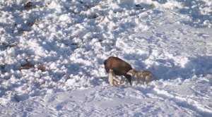 Пара полярных волков атакует стадо бизонов.