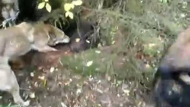 Притравка на медведя смотреть онлайн