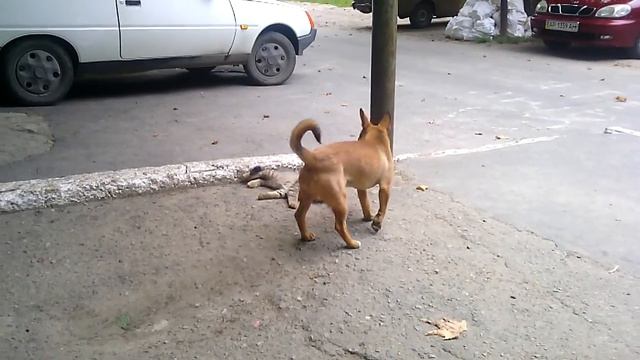 Собака чуть не загрызла кошку ))) смотреть онлайн