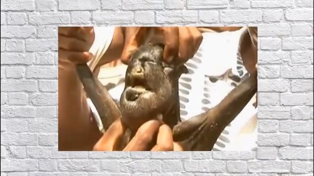 Животные с человеческим лицом - 5 самых ярких представителей смотреть онлайн