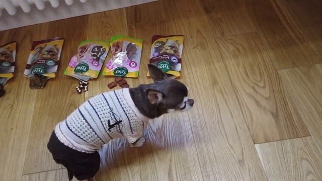 Собака СЛОМАЛАСЬ!!! увидев так много вкусняшек! смотреть онлайн