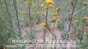 Настоящая Усьма и как ее вырастить