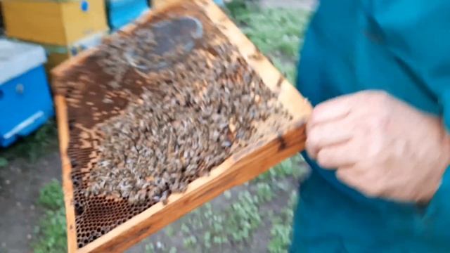 Роятся пчелы | Матки выходят на глазах | Первый майский рой смотреть онлайн