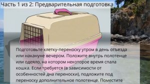 Как путешествовать с кошкой