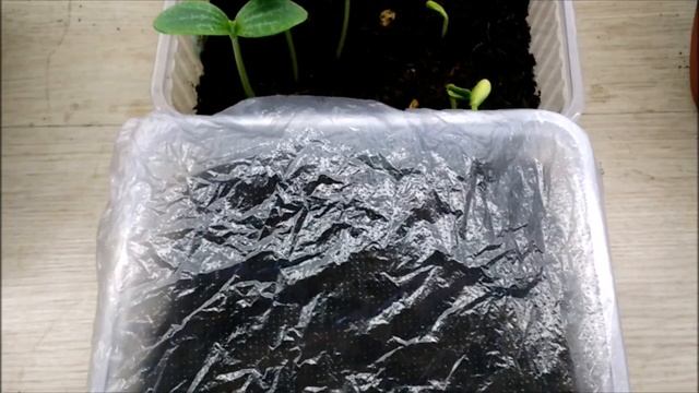 РАССАДА ТЫКВЫ ДЕКОРАТИВНОЙ.ВЕРТИКАЛЬНОЕ ОЗЕЛЕНЕНИЕ смотреть онлайн