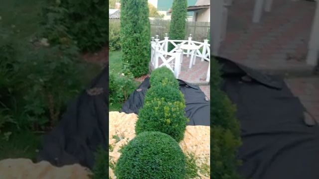 Стрижка самшита форми кулі смотреть онлайн