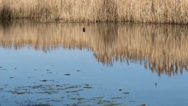 Звуки природы лягушки и пение птиц для глубокого сна смотреть онлайн