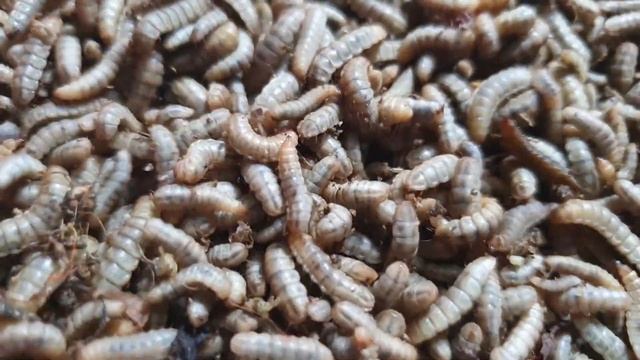 4 Important Things To Consider While Rearing Black Soldier Fly II Part 1 II смотреть онлайн