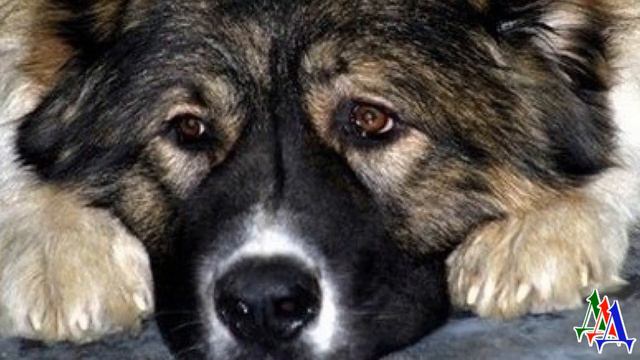 Худой голодный ПЁС лежал на старой бурке у горной тропы. Он ждал хозяина и верил… смотреть онлайн