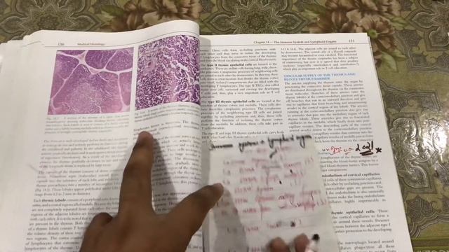 Lymphoid organ tonsil thymus spleen lymph node histology marking #trending #histology смотреть онлайн