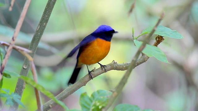 Rufous-bellied Niltava /นกนิลตวาท้องสีส้มคอดำ смотреть онлайн