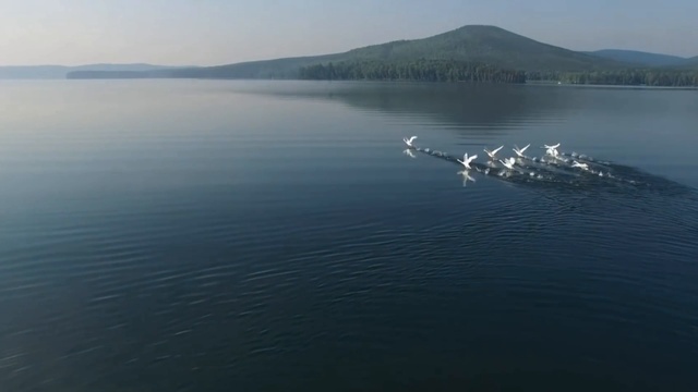 Не кричи, бел-лебедь смотреть онлайн