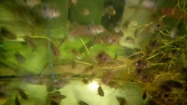 Меека папка и его детки. смотреть онлайн