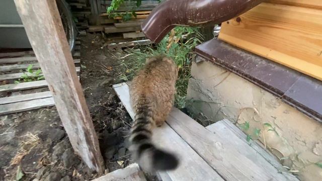 ПАПИНО ПРАЗДНИЧНОЕ УТРО в БЕСЕДКЕ с КОНФЕТКОЙ