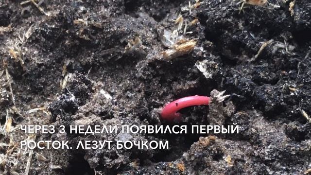 Грецкий орех из орешка. смотреть онлайн