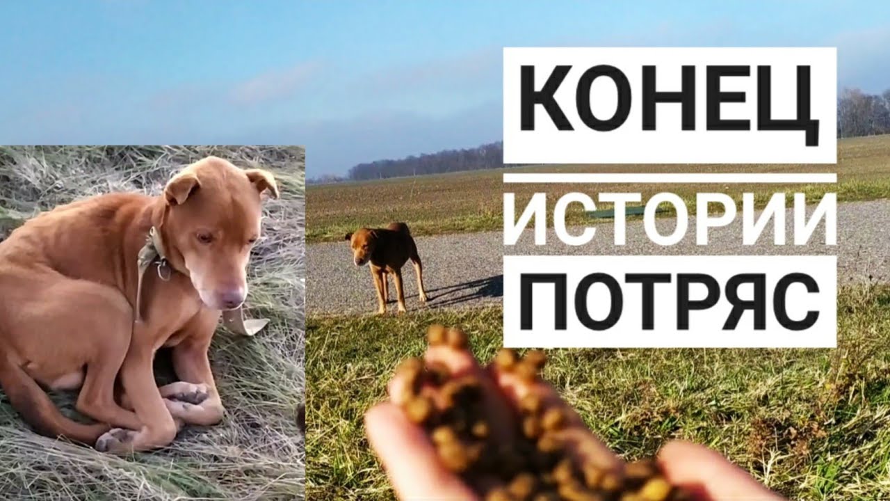 Последнее видео истощенного пса. СМОТРЕТЬ ДО КОНЦА.mp4