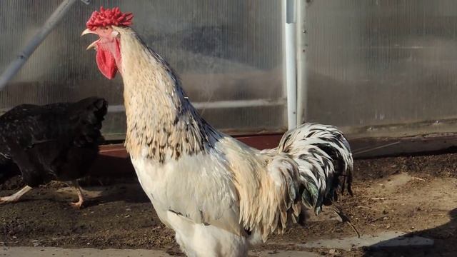 Юрловский голосистый петух_Александров смотреть онлайн