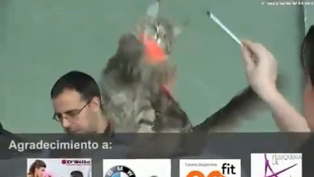 Cat show 27-28 February 2016 смотреть онлайн