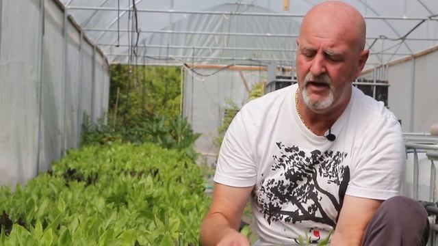 Джинура  листья жизни выпуск 2