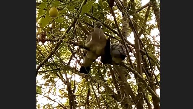 Кольчатая горлица 2 смотреть онлайн