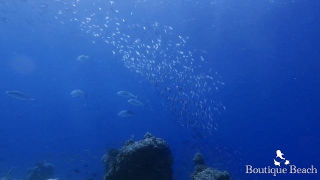 05.01.22 - Noo Giri & Fish Bank смотреть онлайн